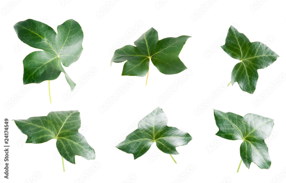 Green ivy leaves Green ivy leaves