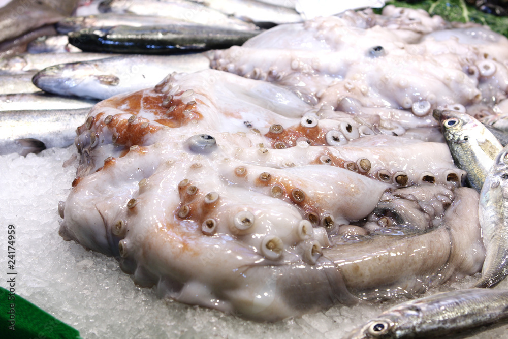 Octopus Octopus
