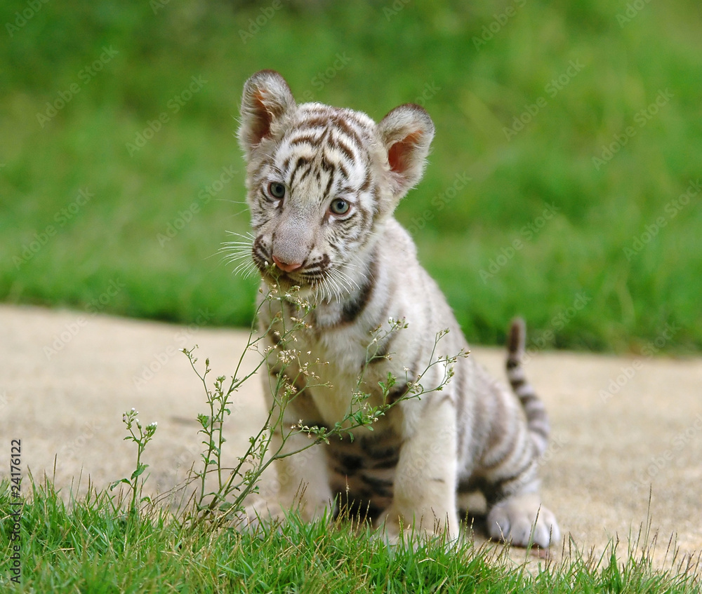 Fototapeta premium 2 month baby white tiger