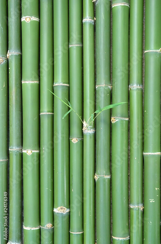 Fototapeta Naklejka Na Ścianę i Meble -  bamboo background