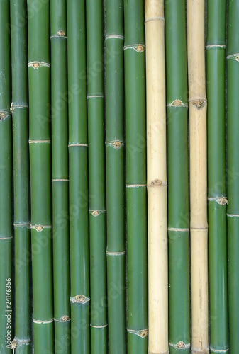 bamboo background