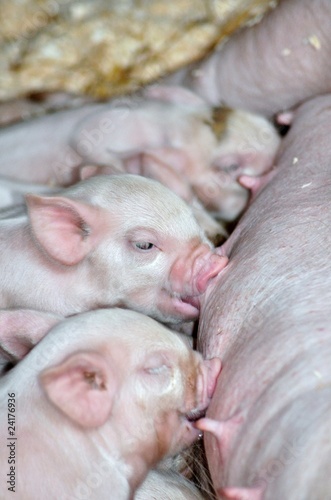 Piglets feeding © Hedgehog