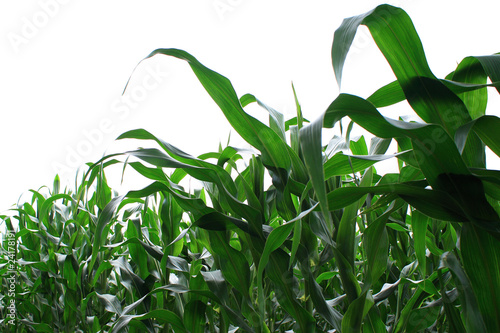 Green corn field Fototapeta