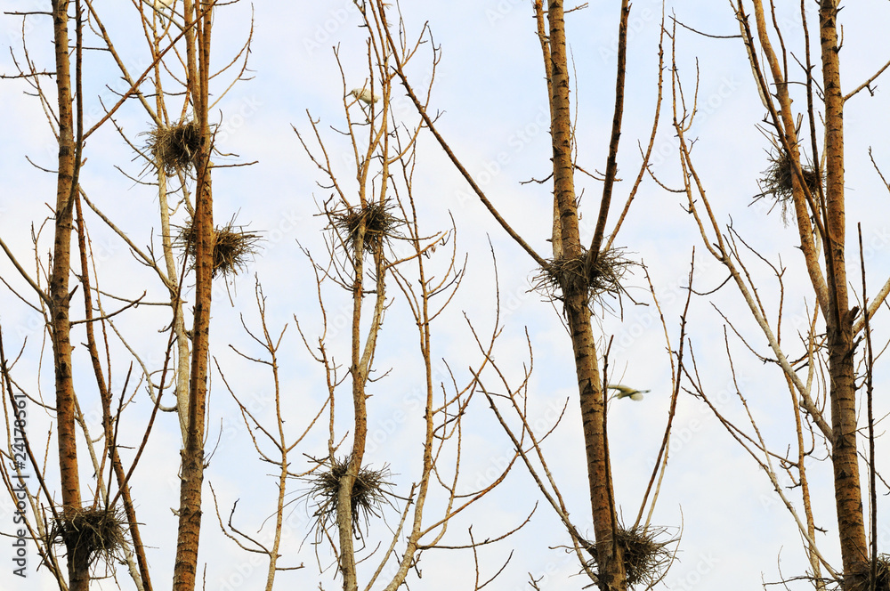 Bird nest Bird nest