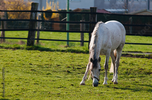 Grazing white horse