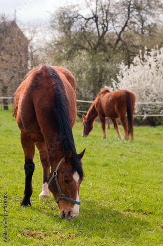 Two grazing red horses