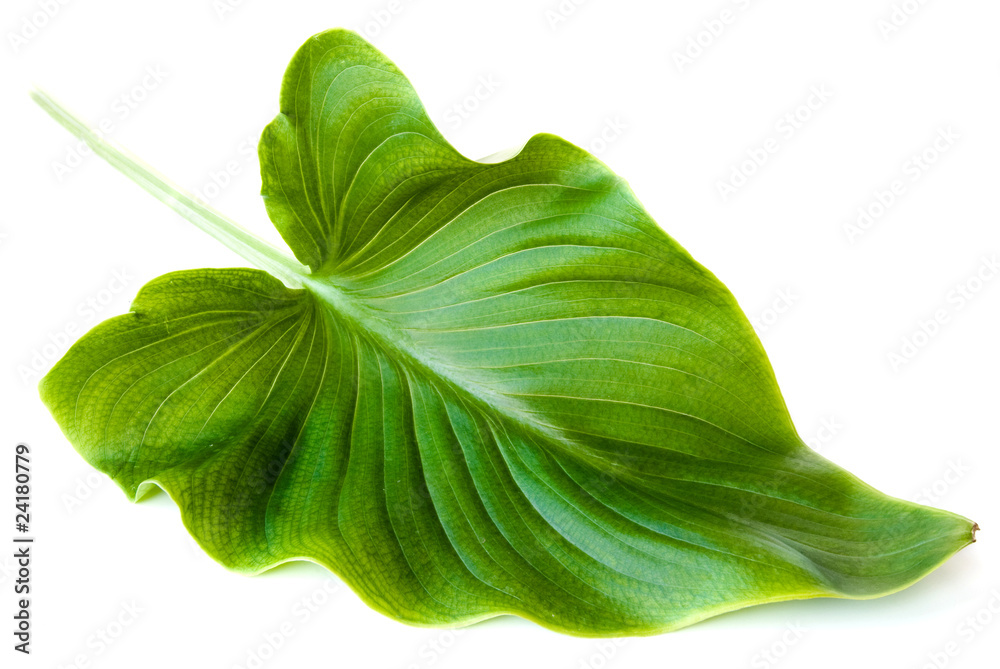 Fototapeta premium green leaf isolated on white background