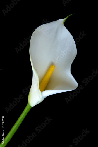 Fényképezés Alone white Calla lily flower on a black background