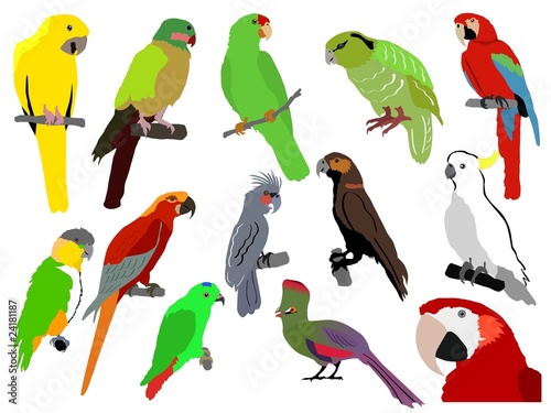 set of parrots