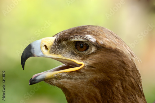 Head of eagle