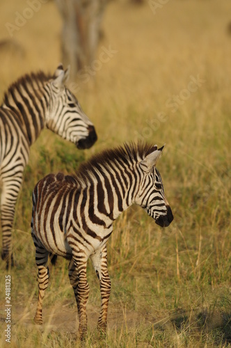 Plains Zebra  Equus Quagga  at Masai Mara  Kenya