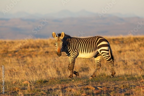 Mountain Zebra