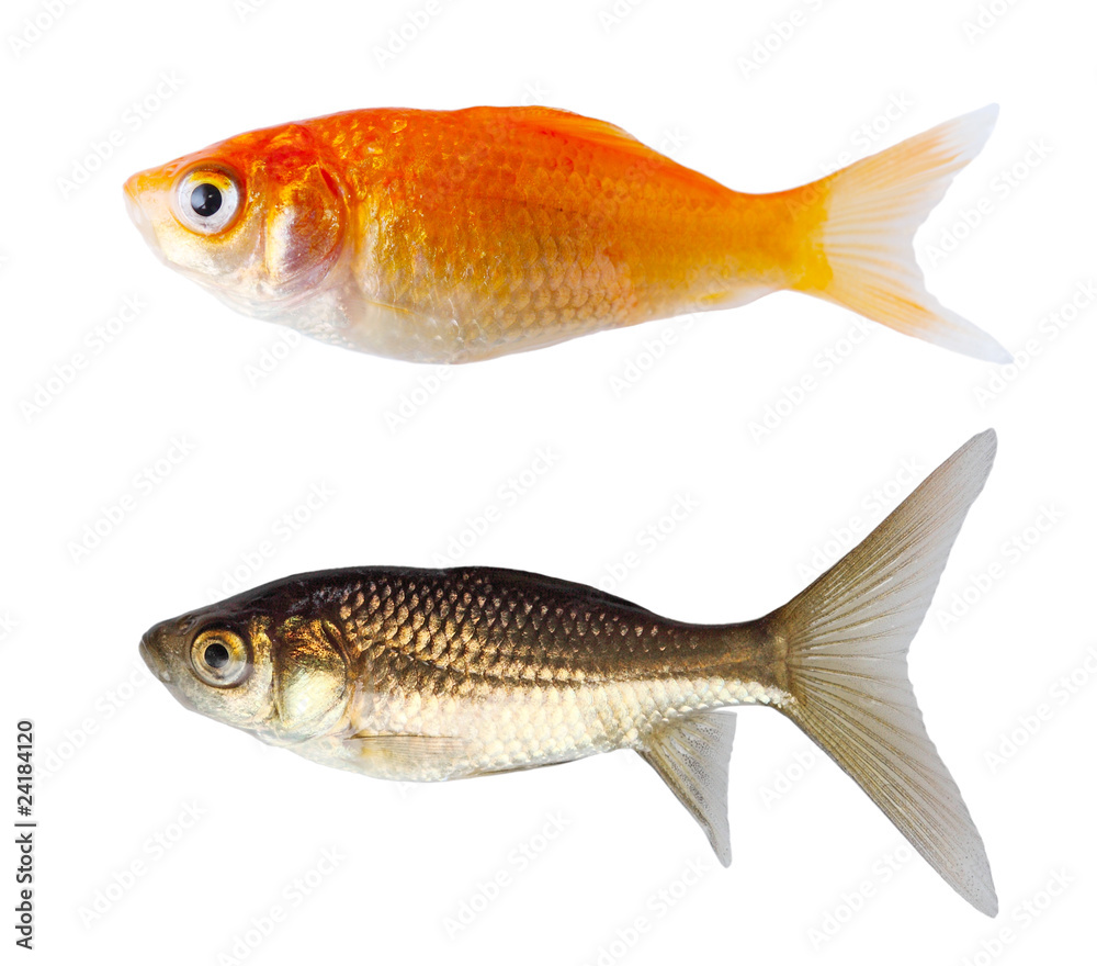 Obraz premium Comet Fishes