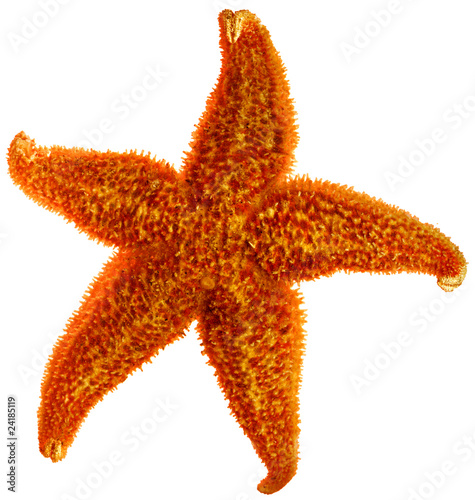 starfish isolated