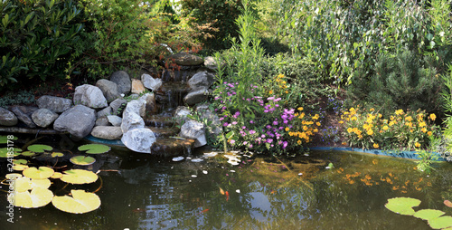 bassin et carpes de jardin aquatique