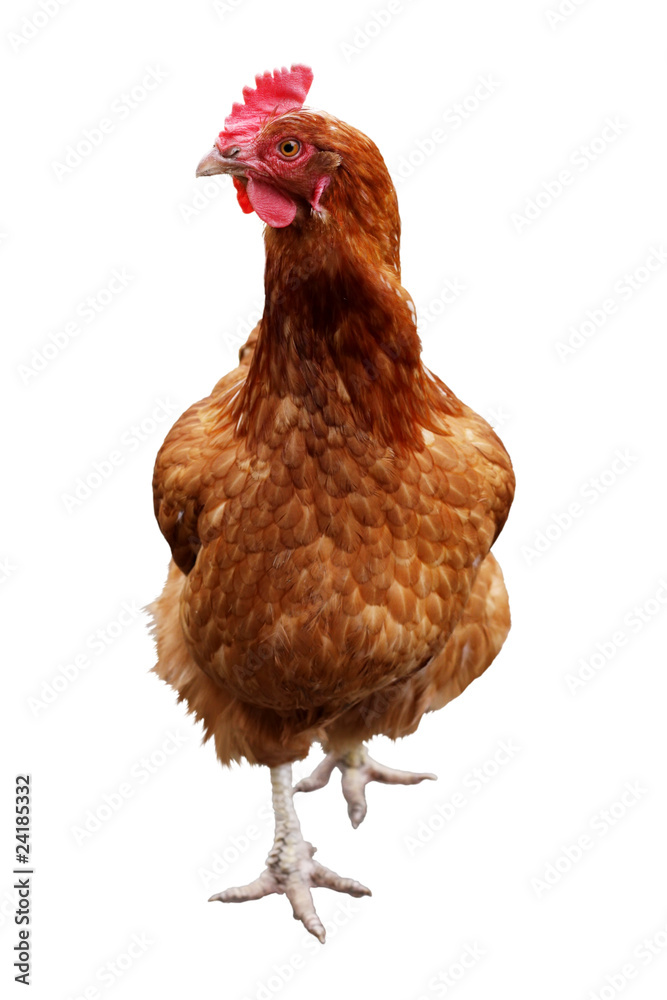Fototapeta premium chicken isolated on a white background
