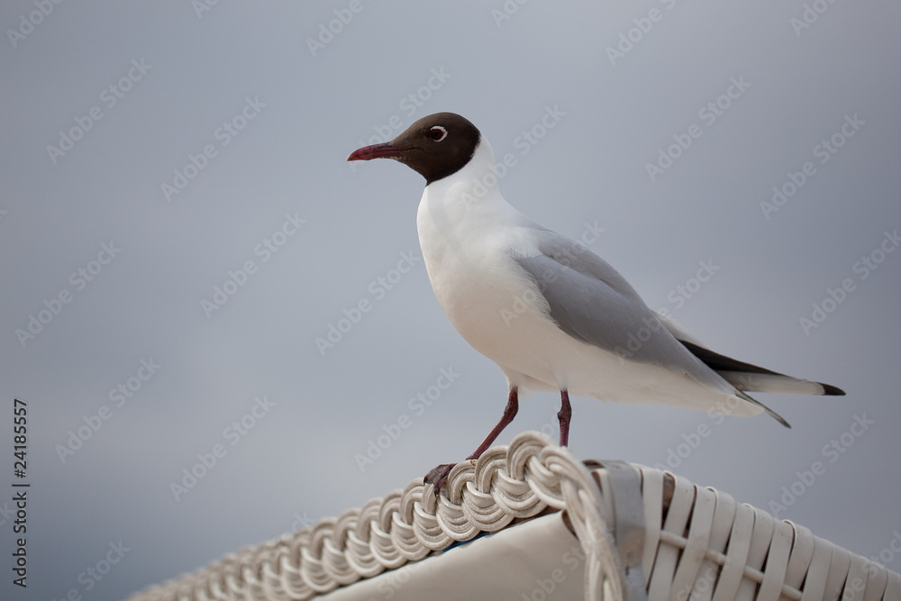 Obraz premium Möwe Insel Usedom