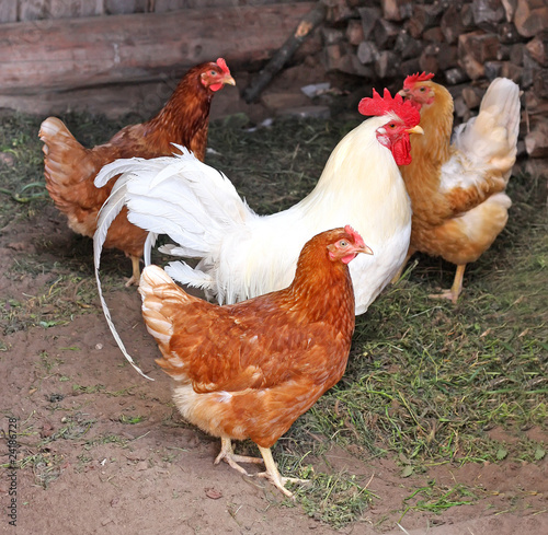 Poultry on a farm: a cock and hens