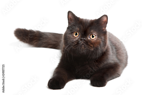 black british cat