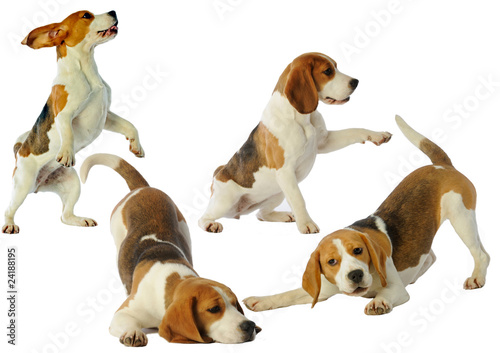 attitudes et postures de beagle © CallallooAlexis