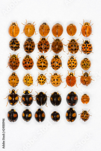 Multicolored asian lady beetles photo