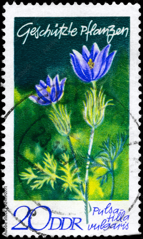 GDR - CIRCA 1969 Pasqueflower GDR - CIRCA 1969 Pasqueflower