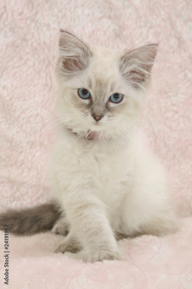 pink kitten