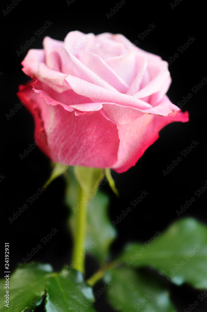 Pink Rose Pink Rose