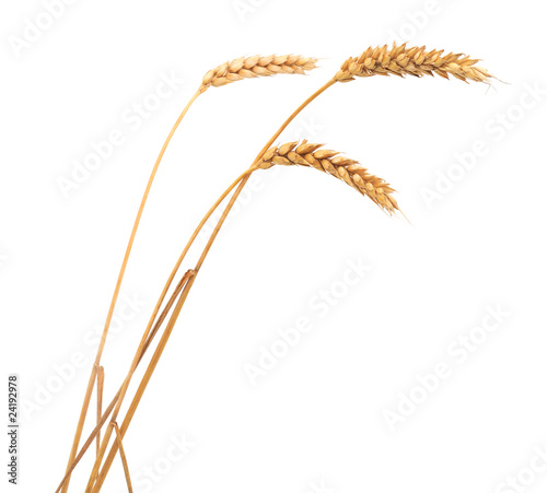 Isolated bunch of wheat