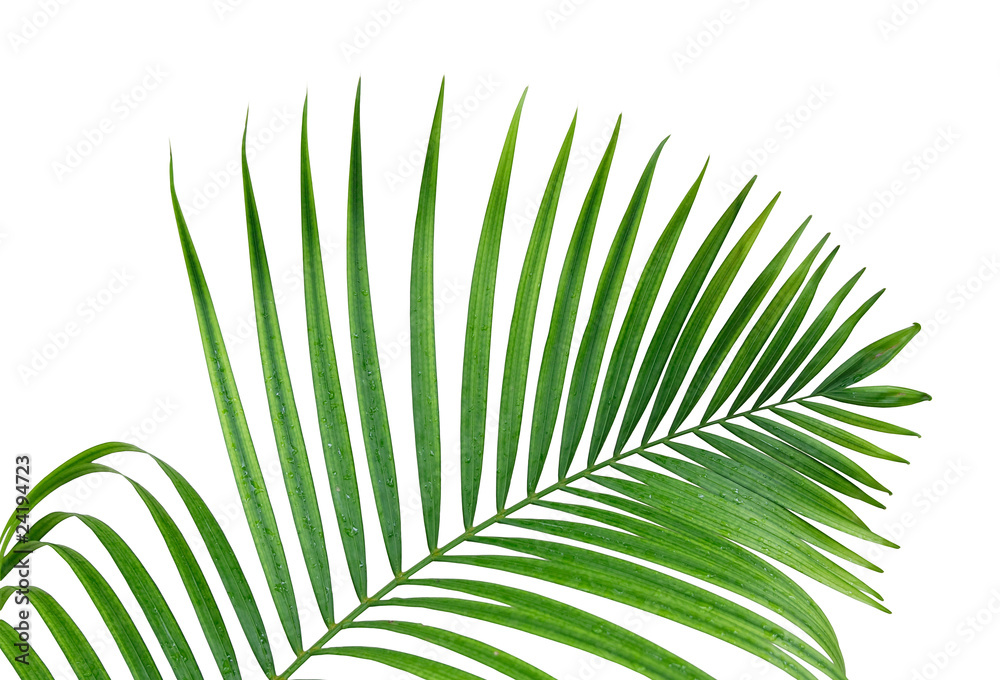 Obraz premium Leaves2