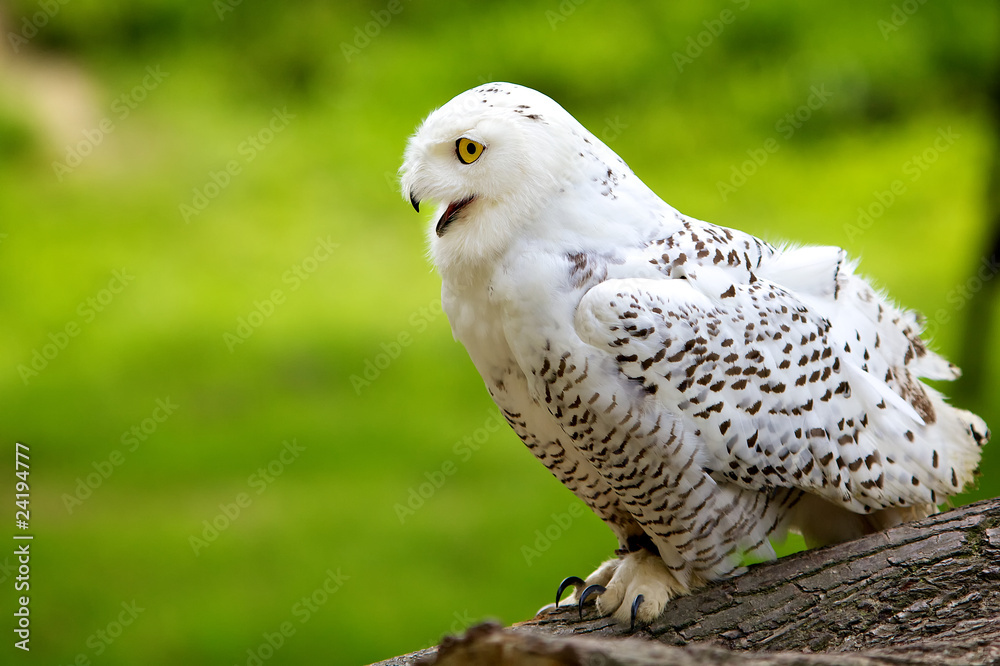 A young snowy owl ready for takeoff A young snowy owl ready for takeoff