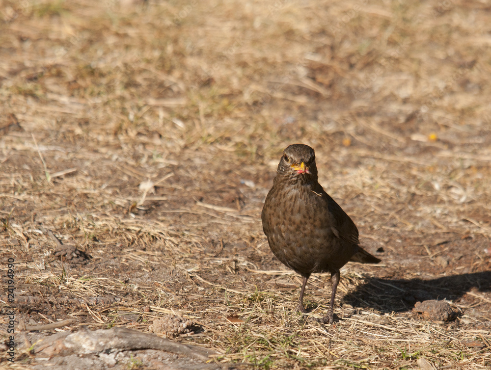 blackbird blackbird