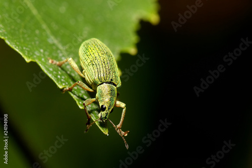 Green Weevil hanging off leaf