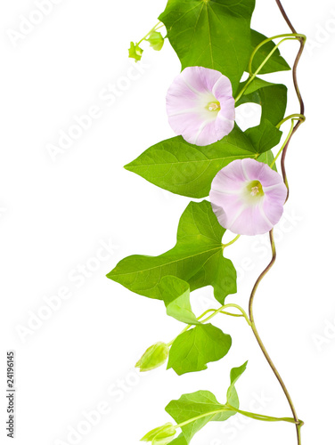 Pink convolvulus flowers on white background photo