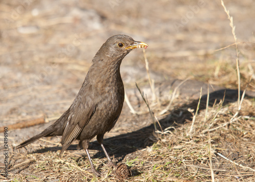 thrush © Zbyszek Nowak