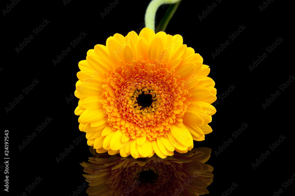 Fototapeta premium Orange gerber flower