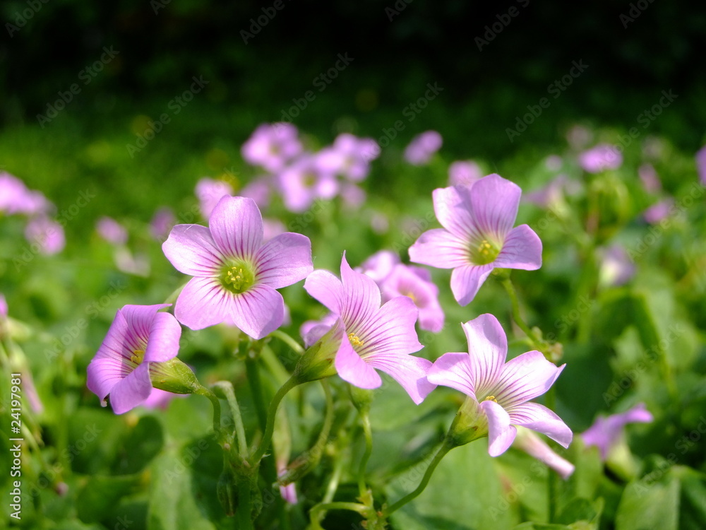 purple little flower