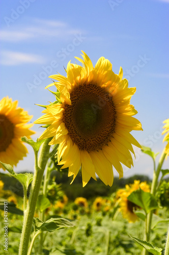 Fleur de Tournesol