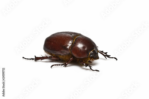 Escarabajo.