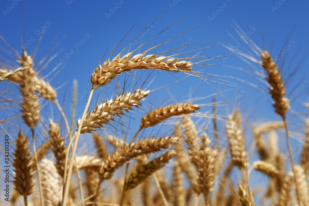 feld feld