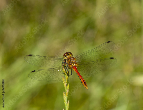 dragonfly © Zbyszek Nowak