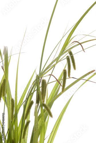 grass
