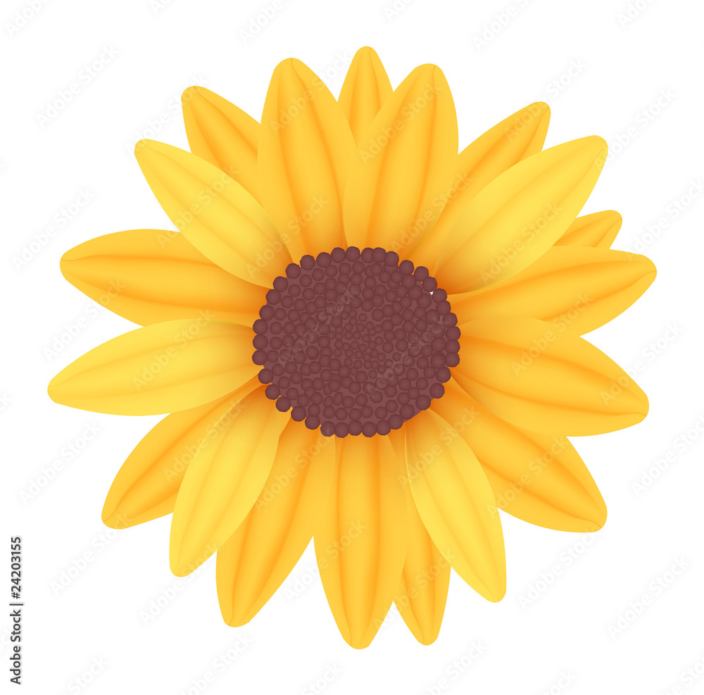 Naklejka premium Beautiful yellow sunflower. Photo-realistic vector.
