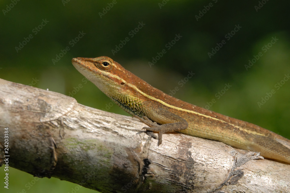 Anolis auratus - (Polychrotidae sauria) Anolis auratus - (Polychrotidae sauria)