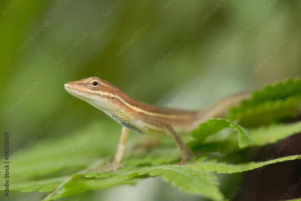 Anolis auratus - (Polychrotidae sauria) Anolis auratus - (Polychrotidae sauria)
