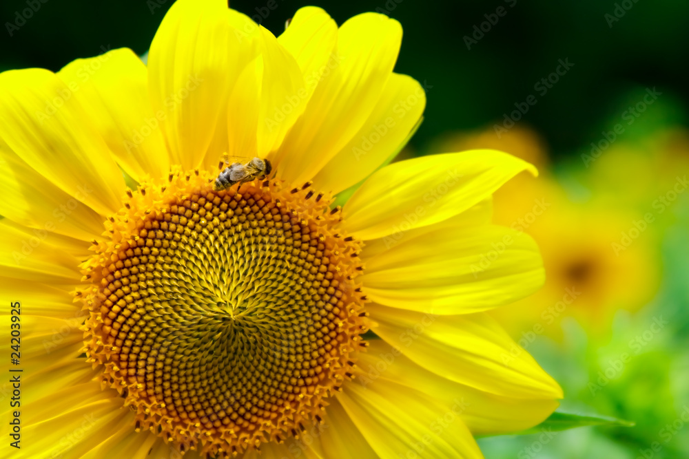 Obraz premium Sunflower with a bee