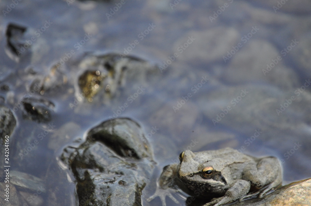 Frog on water