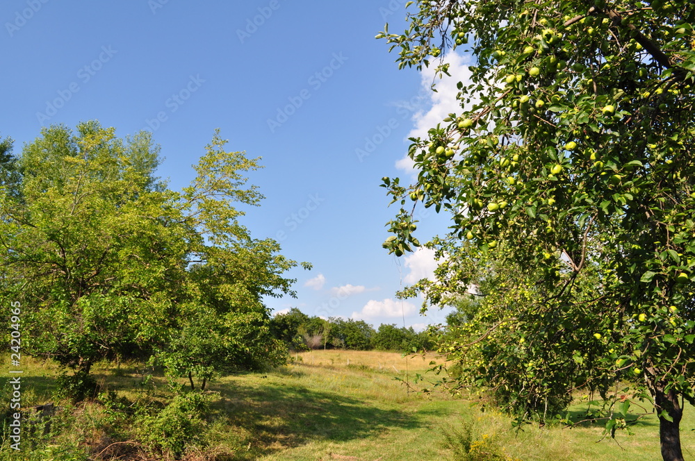 Beautiful village landscape