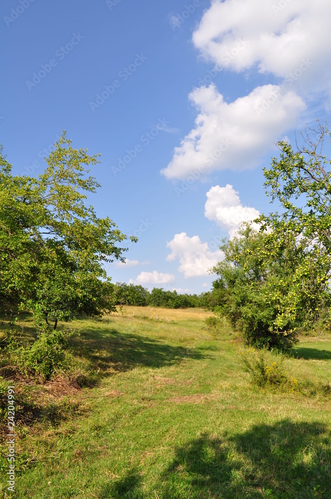 Beautiful summer field nature