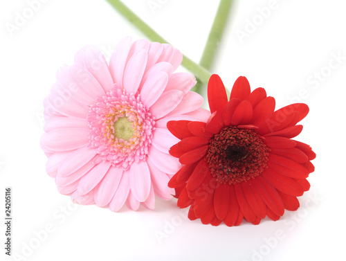 flowers of gerbera